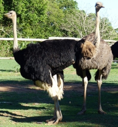 2016-11-30e-Ostriches-14